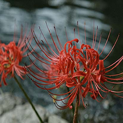 higanbana